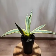 2025年最新】アガベ アメリカーナ バリエガータの人気アイテム - メルカリ