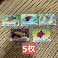 マリン☆マリンお魚　クリオネ　カード 71l5OuREGtL._UF350,350_QL50_.jpg