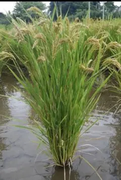 ハッピーヒル 種籾 50g 自然栽培米 うるち米 水稲 陸稲 - メルカリ