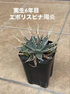 2025年最新】エボリスピナ陽炎の人気アイテム - メルカリ