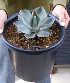 【現品】パリー トルンカータ（トランカータ）　フレキシスピナ　吉祥天　８号　マ５ 現品】パリー トルンカータ（トランカータ） フレキシスピナ