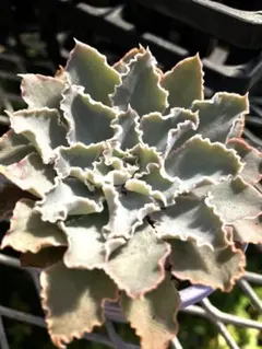 多肉植物エケベリア　シャビアナペレグリナ