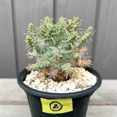 P200塊根植物ユーフォルビア デセプタ 木質化 球状 極上・実生大株鉢