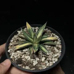 2025年最新】サンキング アガベの人気アイテム - メルカリ