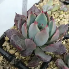 2025年最新】赤鬼 多肉の人気アイテム - メルカリ