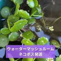 ウォーターマッシュルーム 30本 水草のサムネイル