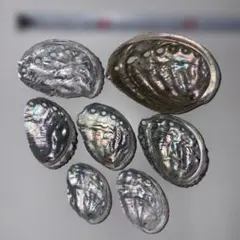 天然アワビの殻貝7個セット