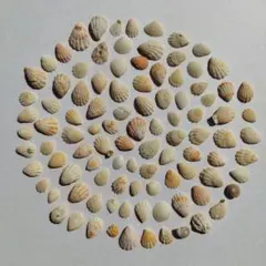 天然貝殻100個セット まとめ売り ハンドメイド素材 工作　Shell【346】