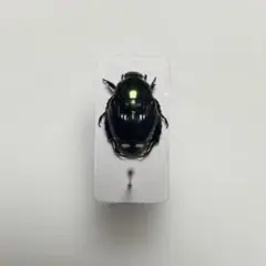 ベトナム産 コガネムシ 標本 - メルカリ