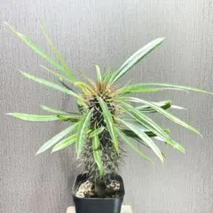 ミルメコディア アラータ myrmecodia alata 実(種子)10個 - メルカリ