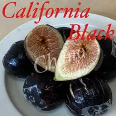 tateisi様 リクエスト 2点 まとめ商品