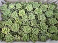 多肉植物　みどり牡丹　箱いっぱいのサムネイル
