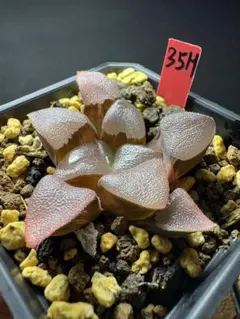 多肉植物 ハオルチア 自宅実生コレクタ x 玉玲琉 実生未繁殖苗 7cm鉢