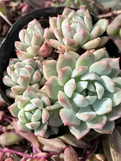 多肉植物【ダーリーサンシャイン】エケベリア ポットごと or 抜き苗 6