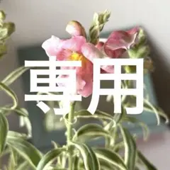 【斑入り】キンギョソウ　シルバーストライプ《4/23》四季咲きのサムネイル