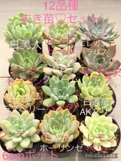 2025年最新】ウンディーネ多肉植物の人気アイテム - メルカリ