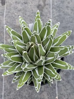 2025年最新】アガベ 笹の雪 氷山の人気アイテム - メルカリ