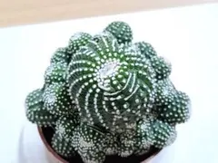 2026年最新】綴化 サボテンの人気アイテム - メルカリ