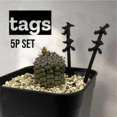 2026年最新】群星冠 メスの人気アイテム - メルカリ