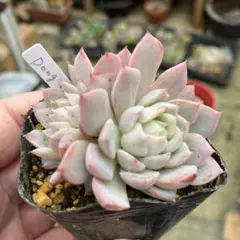 F.トーレス様 リクエスト 5点 まとめ商品