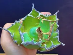 2026年最新】スーパーチタノタの人気アイテム - メルカリ