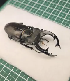 標本 コンフキウスノコギリクワガタ 82㎜ - メルカリ