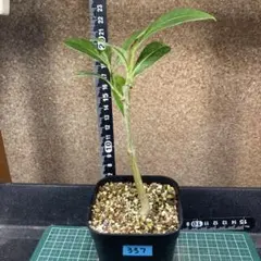 2025年最新】アダンソニアの人気アイテム - メルカリ