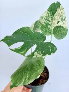 超希少！！！モンステラ・デリシオーサ “ポンポン 極上茎 葉付き 発根