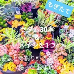 多肉　〜ベリア　セダム　詰め合わせ　セット　カット苗