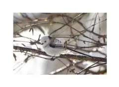 Item thumbnail for item d677ba50-7d27-4eb6-9a22-b4ff71bdc57e