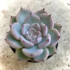 ルンヨニーcv◎多肉植物 カット苗 輸入苗 エケベリア等 - メルカリ