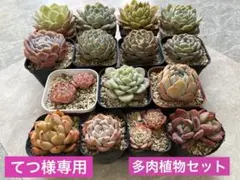 てつ様専用　多肉植物セット