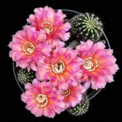 桜吹雪 新品種 花サボテン エキノプシス属 群開花 カキコ 大きめ