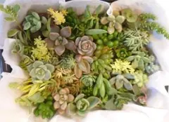 ☆セダム　多肉植物 カット苗 寄せ植えセット　40種以上の詰め合わせ