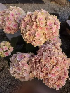 ☆ハイドランジア☆アジサイ☆寿☆4号鉢☆希少☆再入荷 - メルカリ