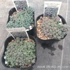 2026年最新】パープルヘイズ多肉の人気アイテム - メルカリ