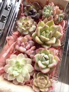SALE 65❣️カラフル系8苗詰め合わせセット❣️多肉植物 韓国苗 寄せ植えのサムネイル