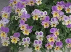 小輪ビオラ 種 40粒のサムネイル