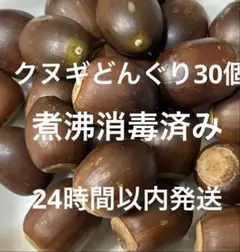 クヌギどんぐり　２㎝位 30個