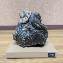 アンモナイト化石(725)