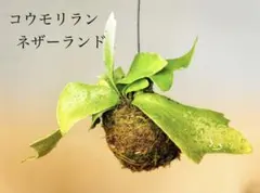 わたあめ様 リクエスト 3点 まとめ商品