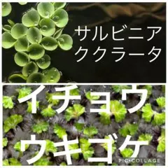 サルビニアククラータ&イチョウウキゴケ(各半カップ)浮草のサムネイル