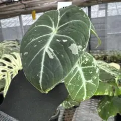 アロカシア ヴェノム Alocasia 'Venom' 管理番号s292 - メルカリ