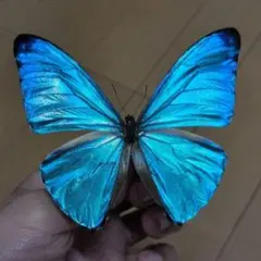 2026年最新】モルフォ 標本の人気アイテム - メルカリ