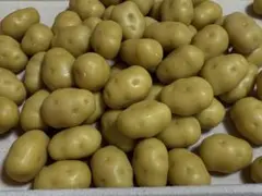 カスタム本物みたいなジャガイモ