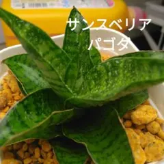 뿌리를 가진 산세베리아 탑