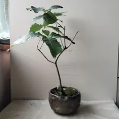 Kento様 リクエスト 2点 まとめ商品