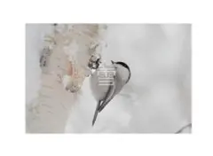 Item thumbnail for item 4c9206e5-2b30-4c4b-a050-15535addc4a9