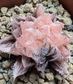 多肉植物 ハオルチア 火炎錦 鮮明錦 極上斑 - メルカリ