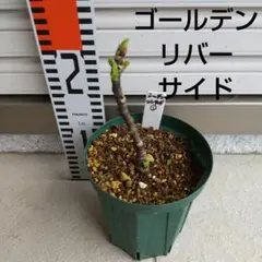 2026年最新】golden riversideの人気アイテム - メルカリ